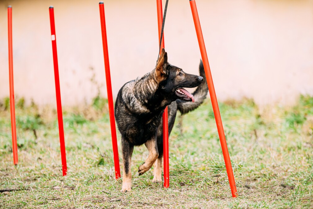 Stock_Hundestaffel_lowRes