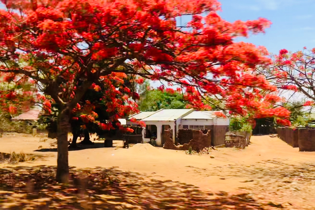 Malawi_Flame_Tree