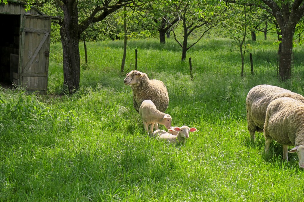 Stock_grassendeSchafe_lowRes